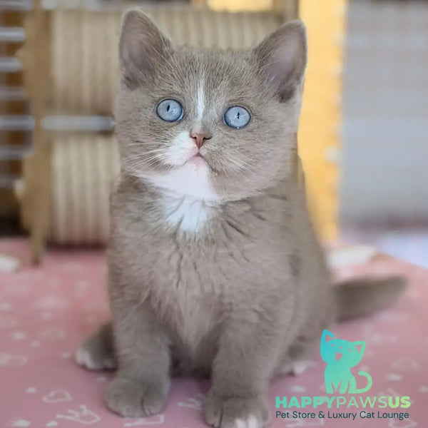Solena British Shorthair female lilac with white - live animals