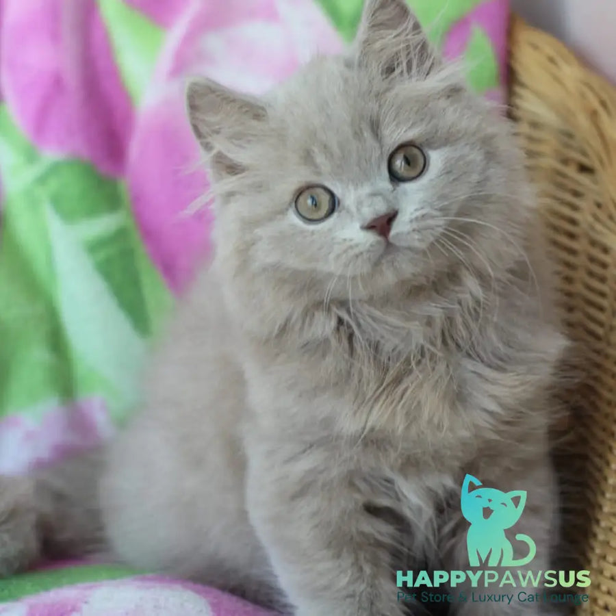 Solerno British Longhair male lilac - live animals