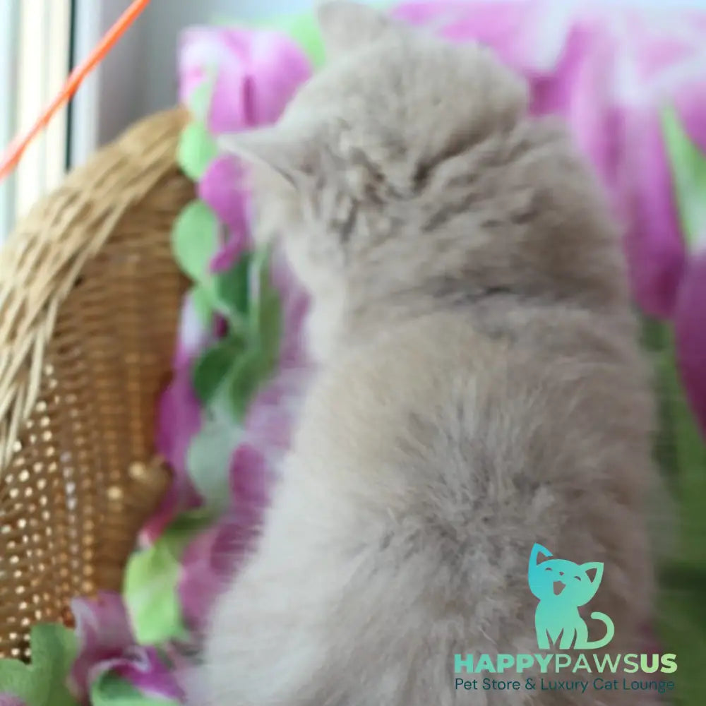 Solerno British Longhair male lilac - live animals