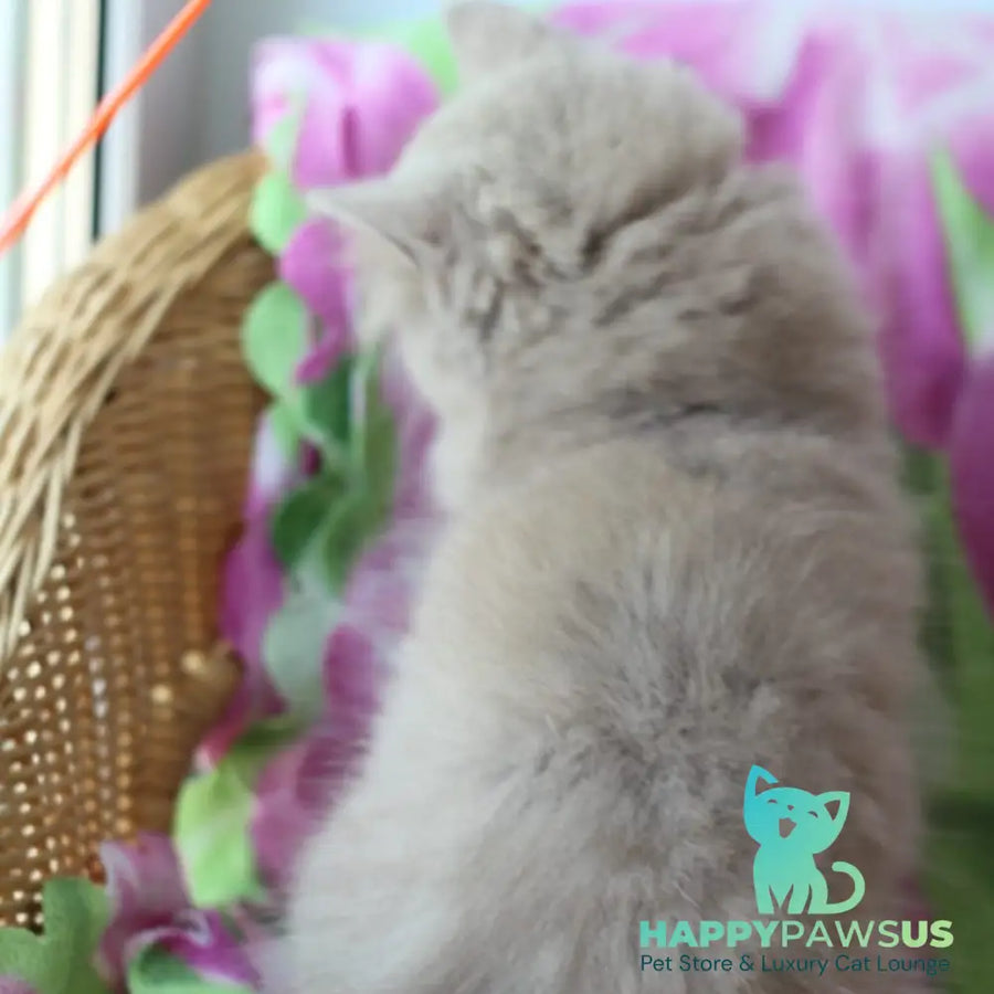 Solerno British Longhair male lilac - live animals