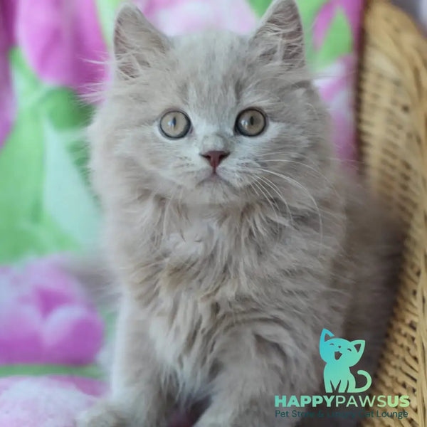 Solerno British Longhair male lilac - live animals