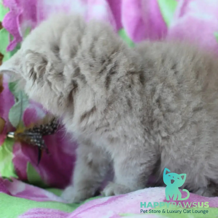 Solerno British Longhair male lilac - live animals