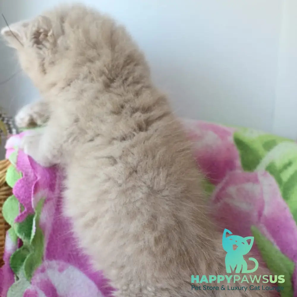 Solerno British Longhair male lilac - live animals