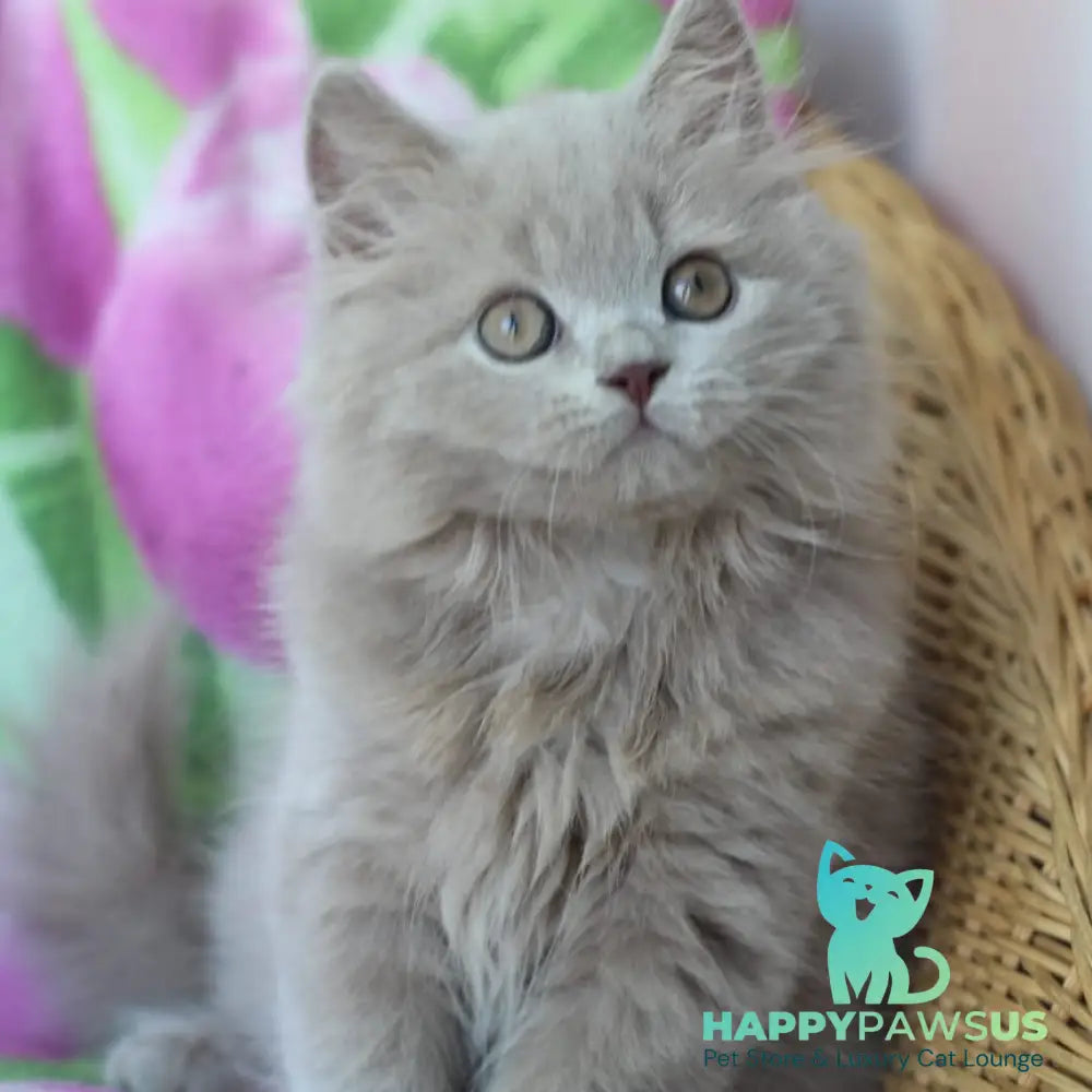 Solerno British Longhair male lilac - live animals
