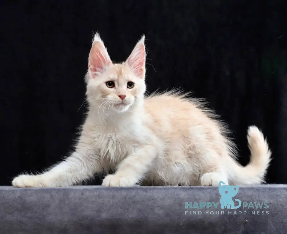 Solo Maine Coon male cream silver tabby live animals