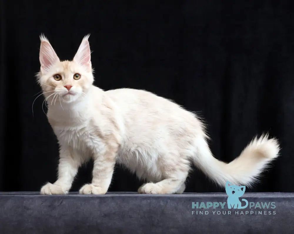 Solo Maine Coon male cream silver tabby live animals