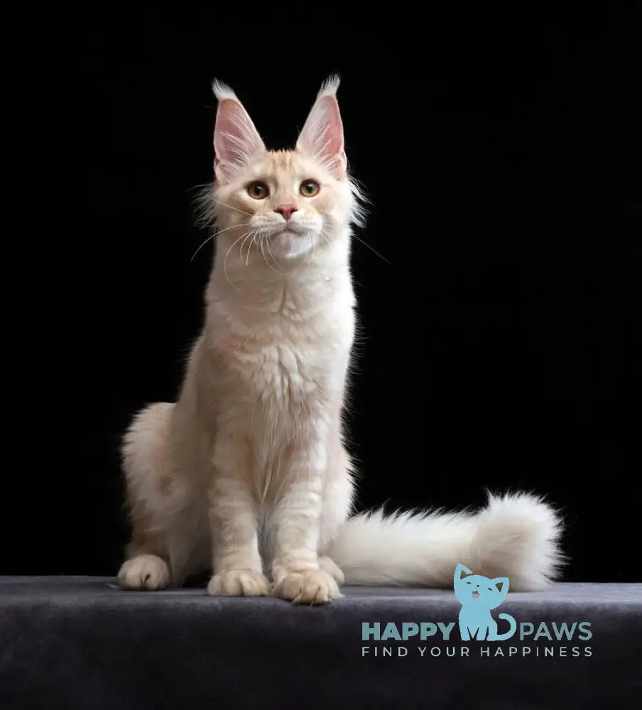 Solo Maine Coon male cream silver tabby live animals