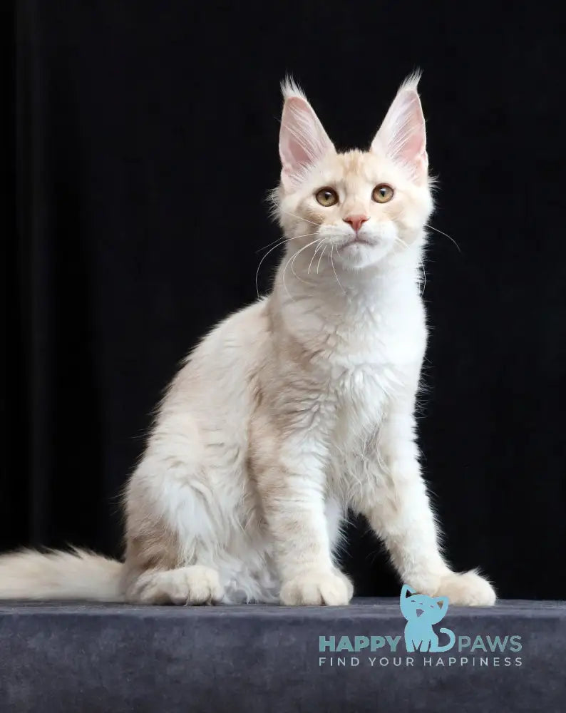 Solo Maine Coon male cream silver tabby live animals