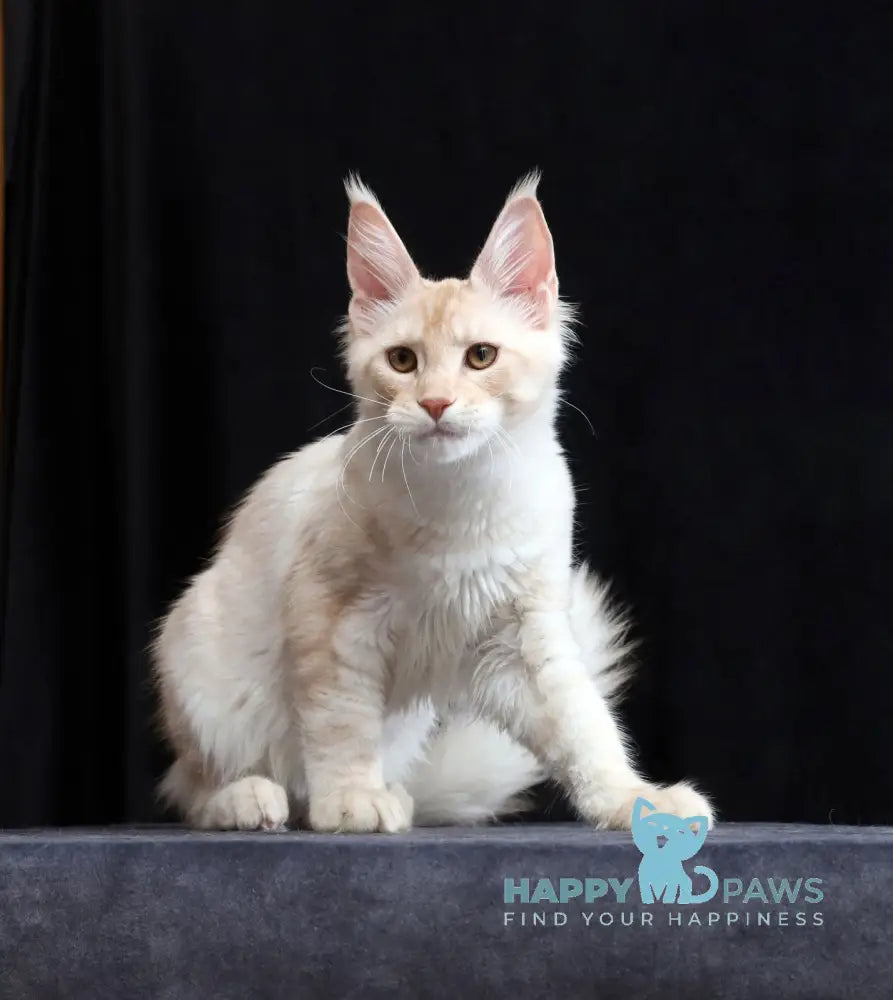 Solo Maine Coon male cream silver tabby live animals