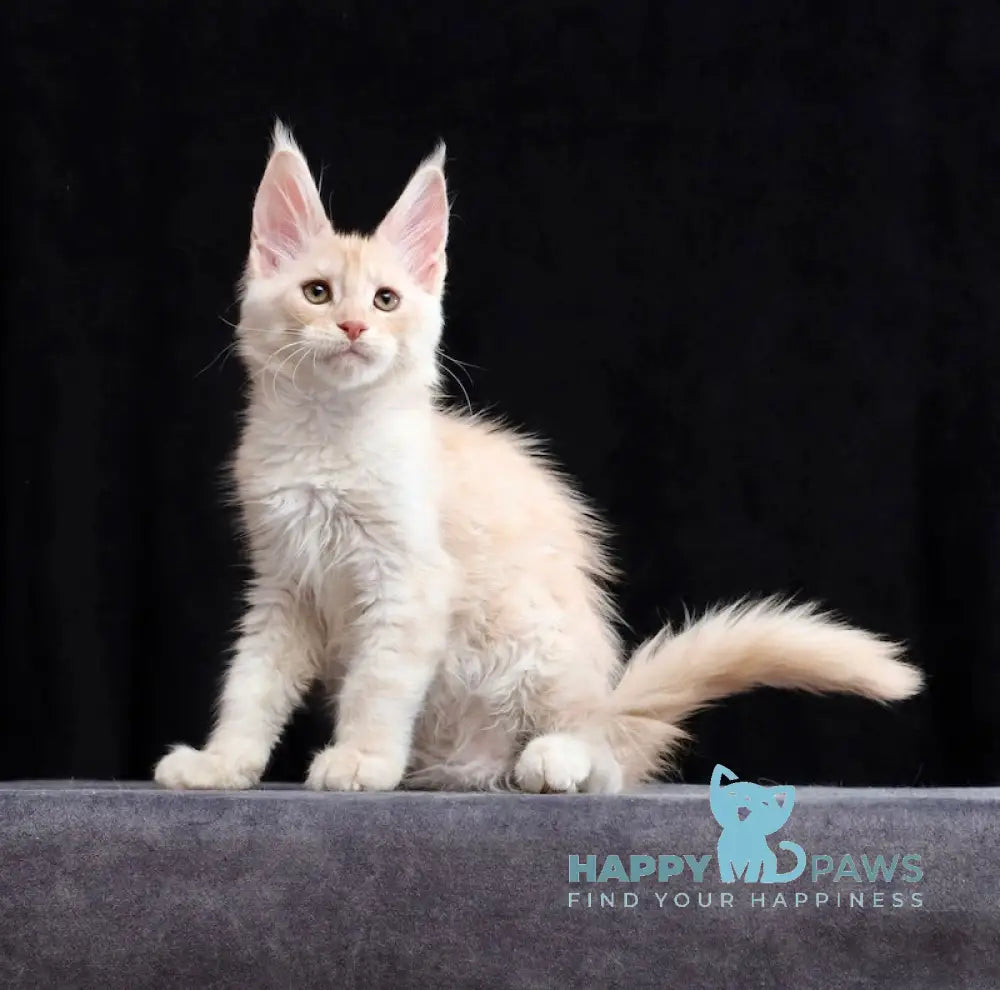 Solo Maine Coon male cream silver tabby live animals