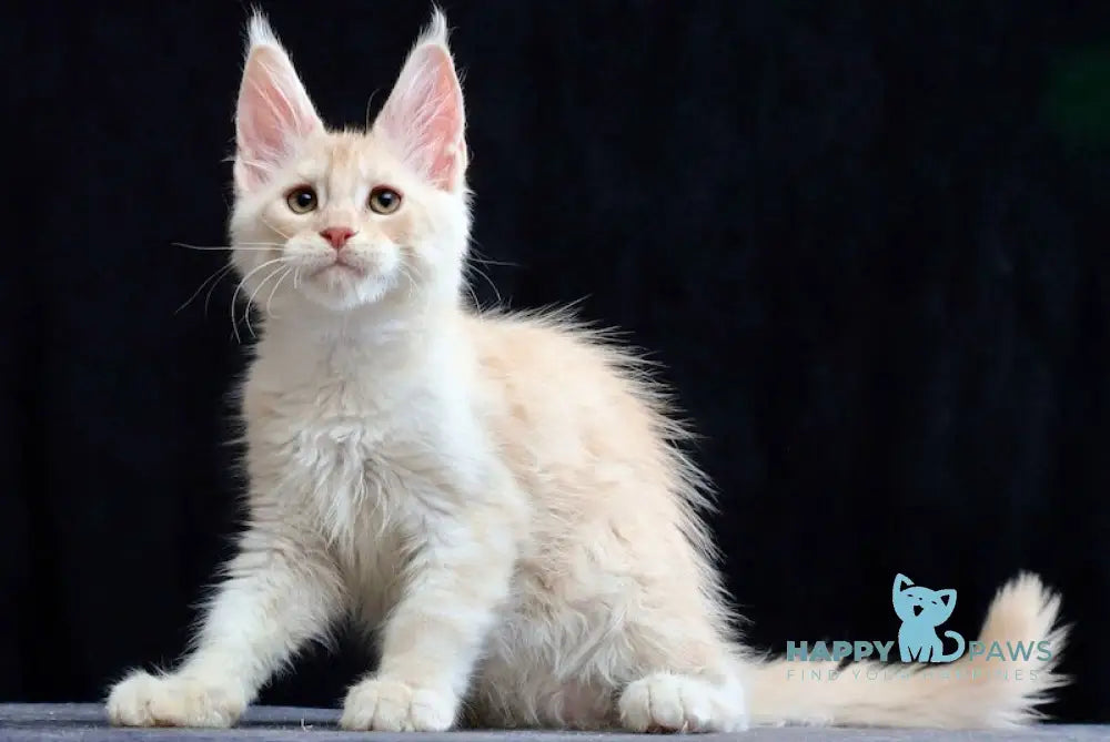 Solo Maine Coon male cream silver tabby live animals