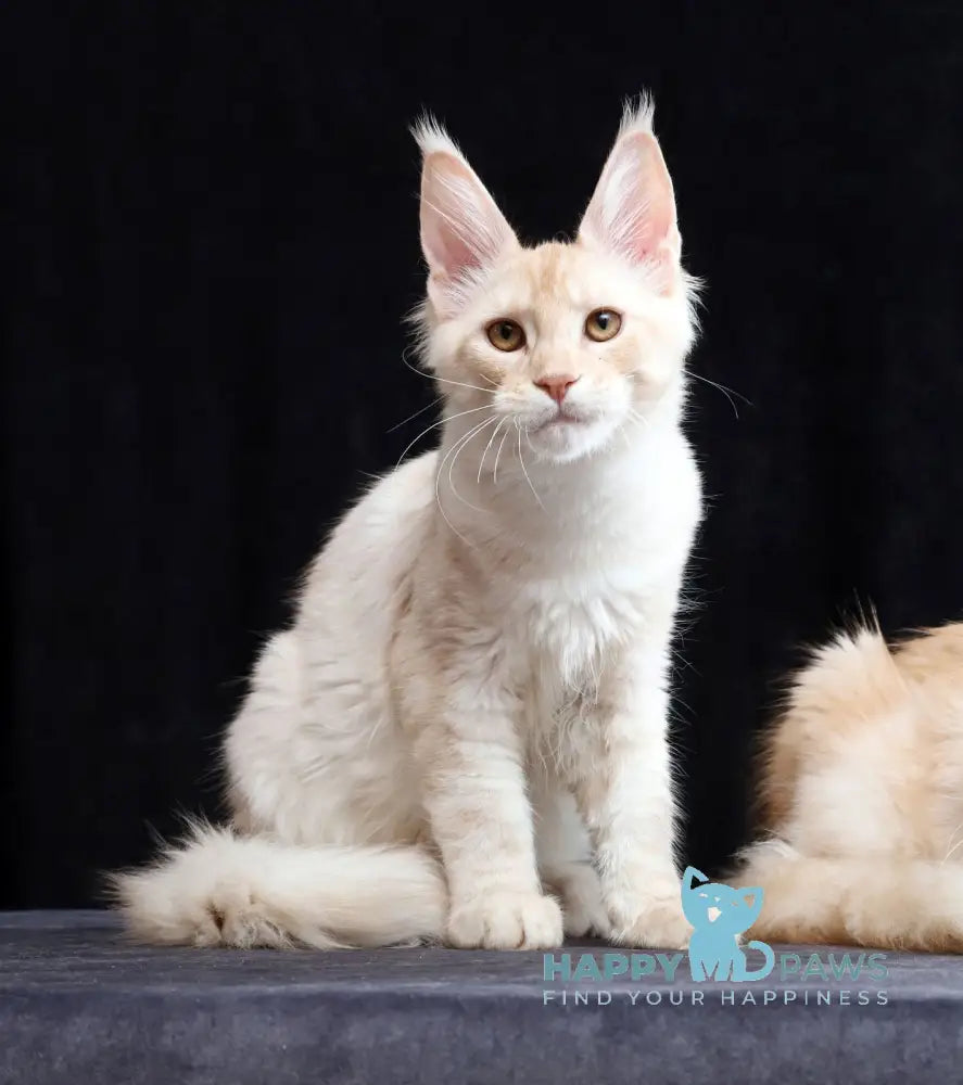 Solo Maine Coon male cream silver tabby live animals