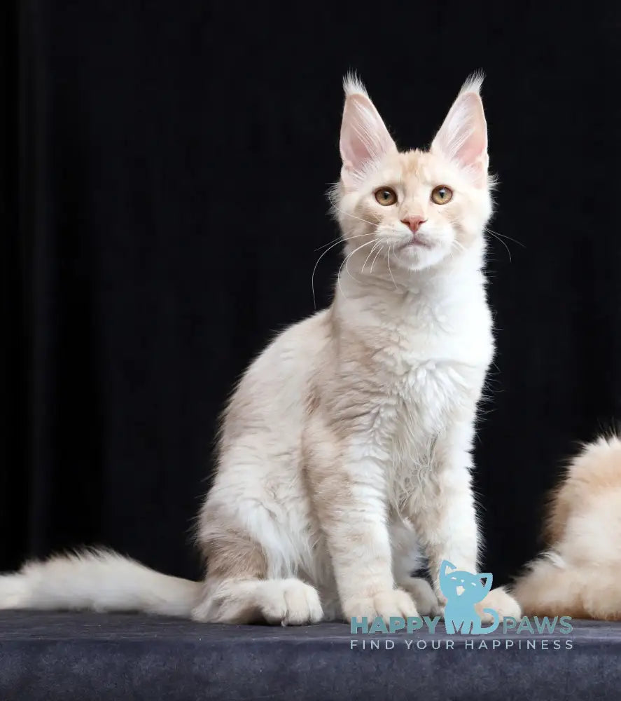 Solo Maine Coon male cream silver tabby live animals