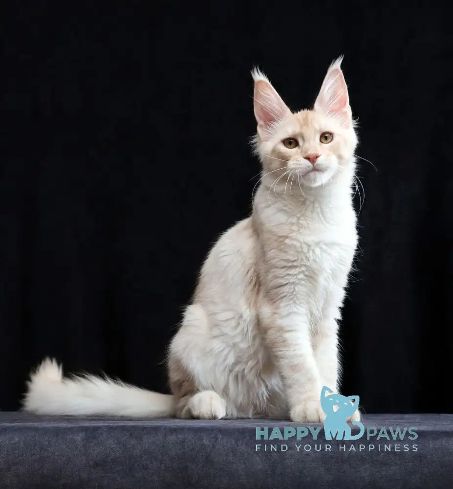 Solo Maine Coon male cream silver tabby live animals