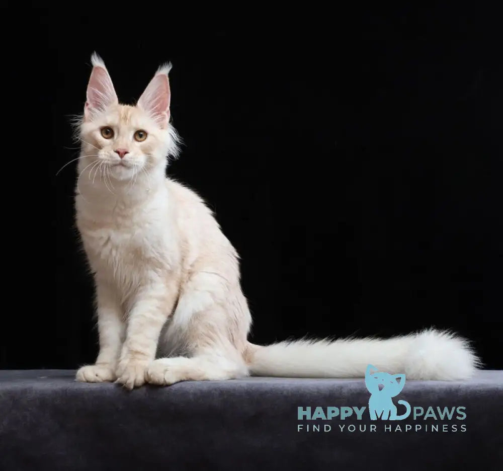 Solo Maine Coon male cream silver tabby live animals