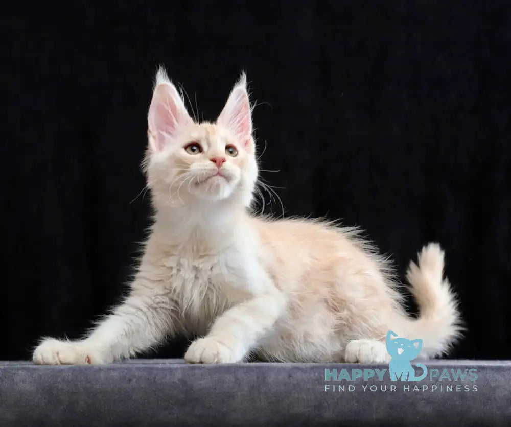 Solo Maine Coon male cream silver tabby live animals