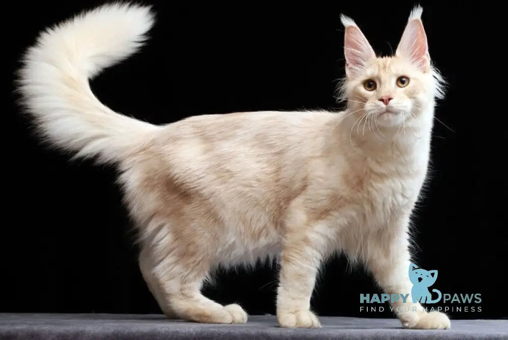 Solo Maine Coon male cream silver tabby live animals