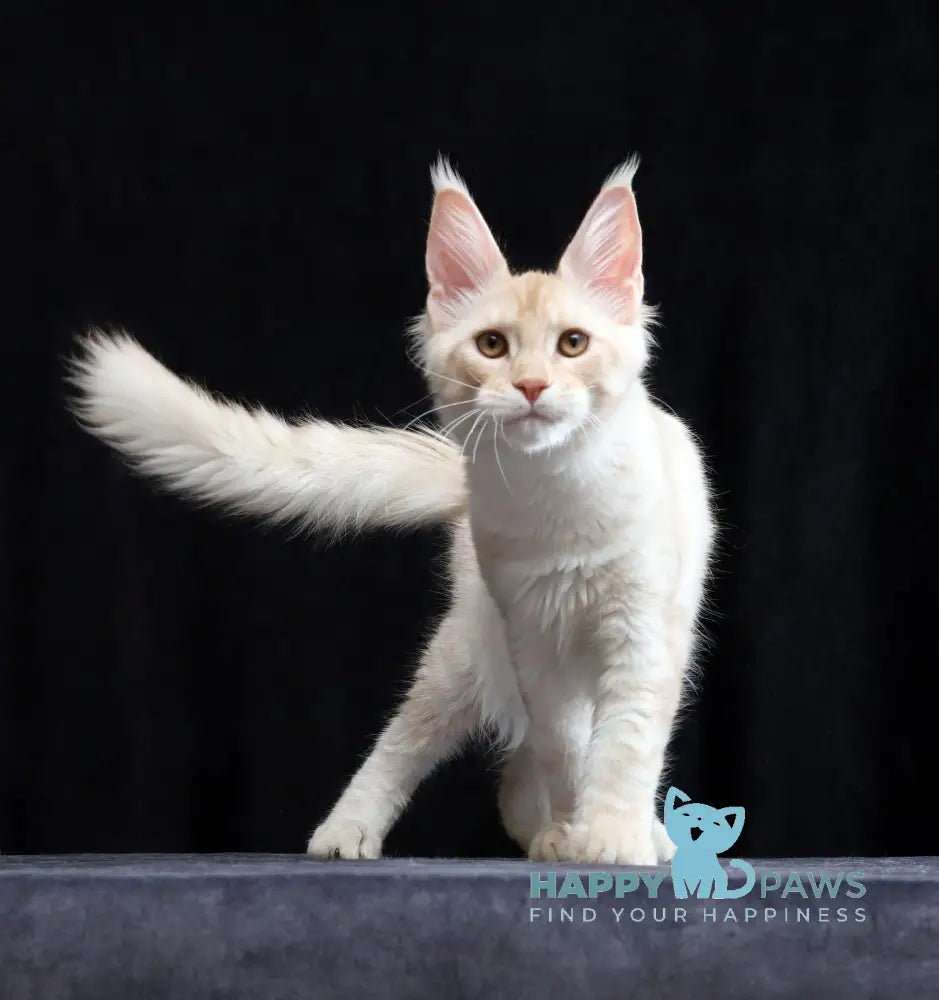 Solo Maine Coon male cream silver tabby live animals