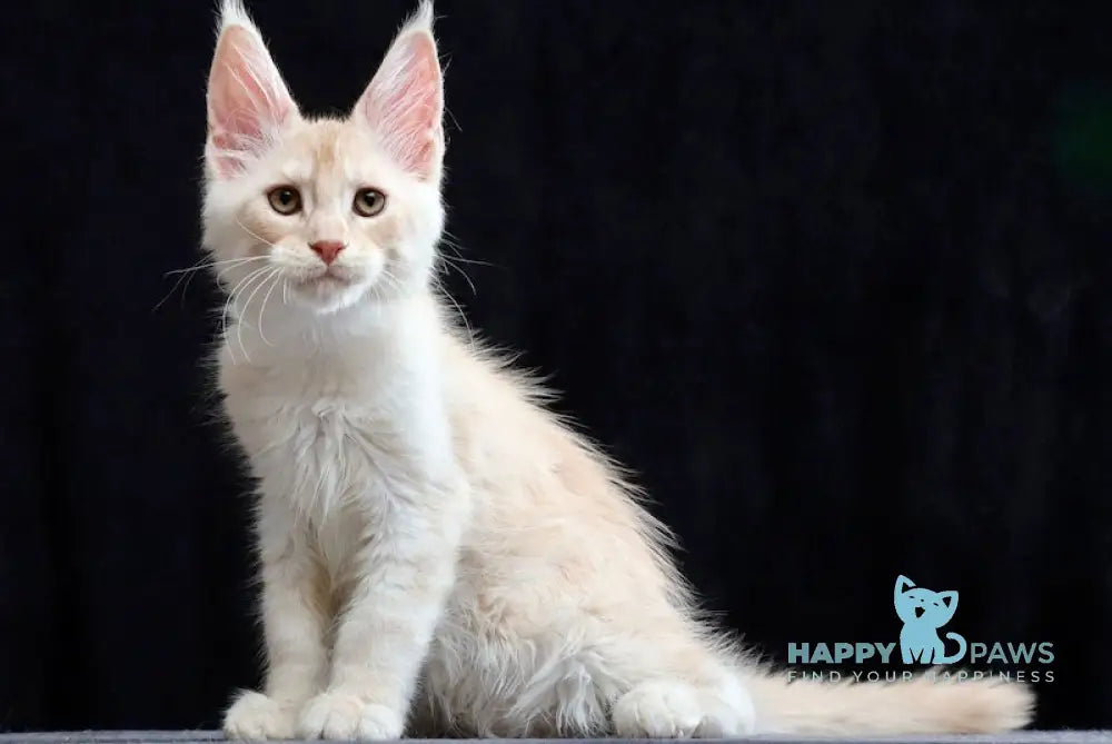 Solo Maine Coon male cream silver tabby live animals
