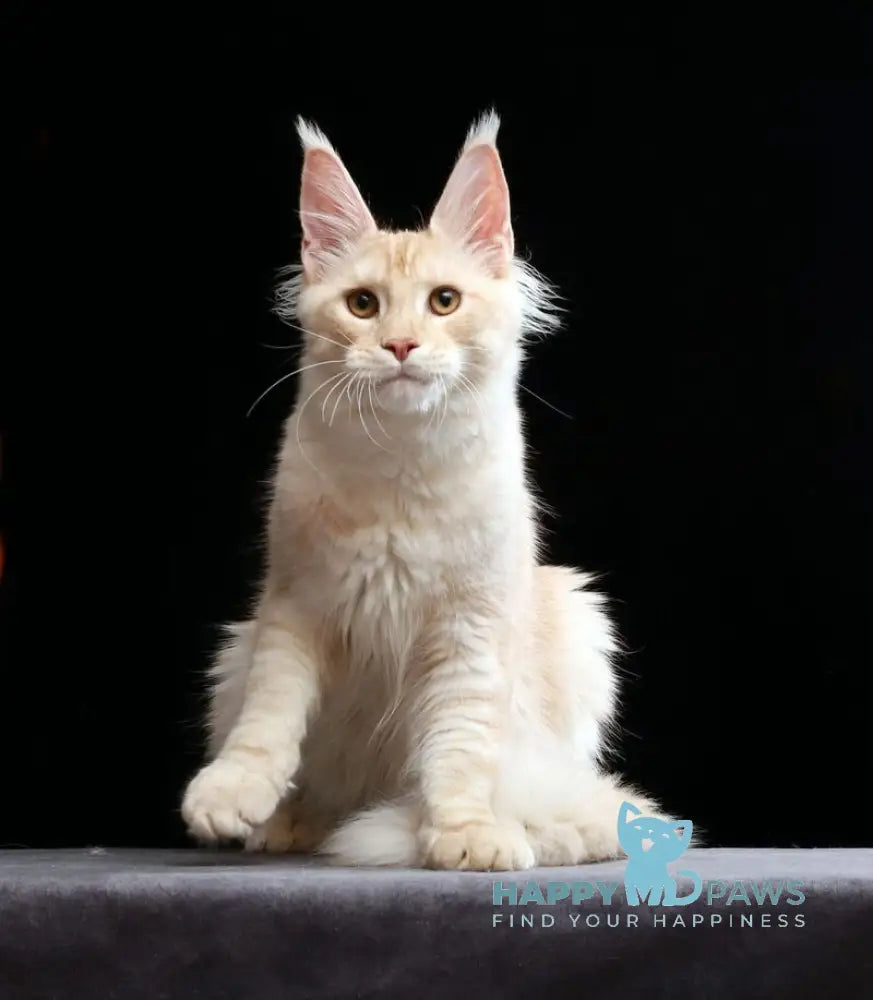 Solo Maine Coon male cream silver tabby live animals