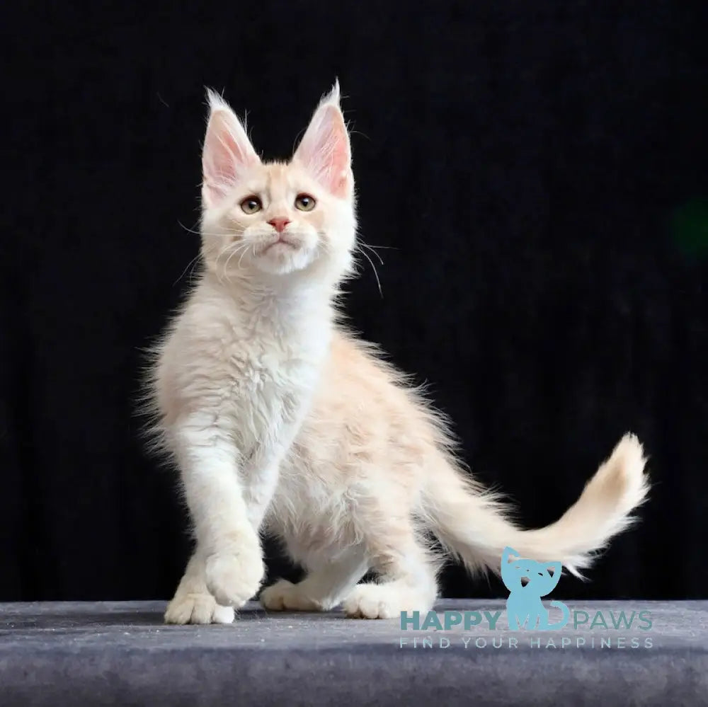 Solo Maine Coon male cream silver tabby live animals