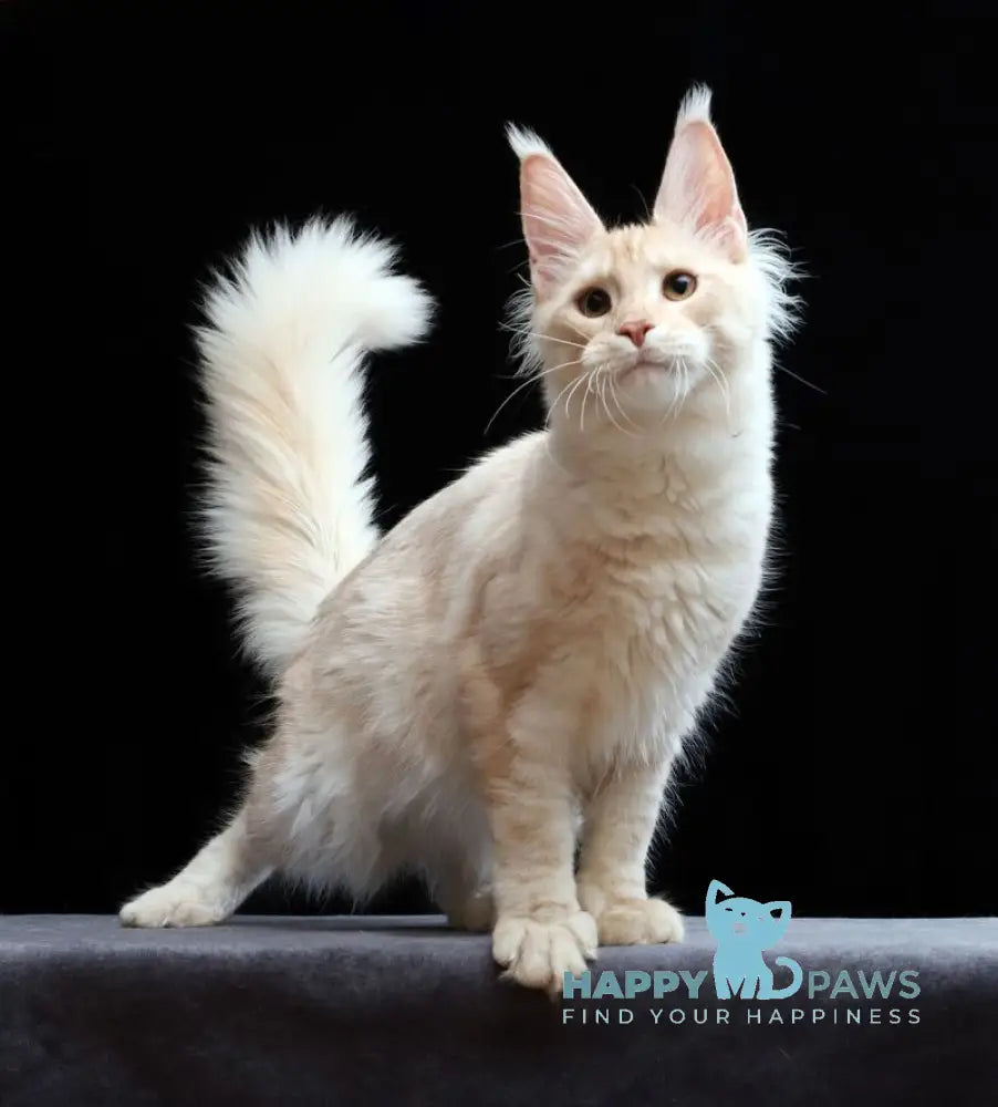 Solo Maine Coon male cream silver tabby live animals