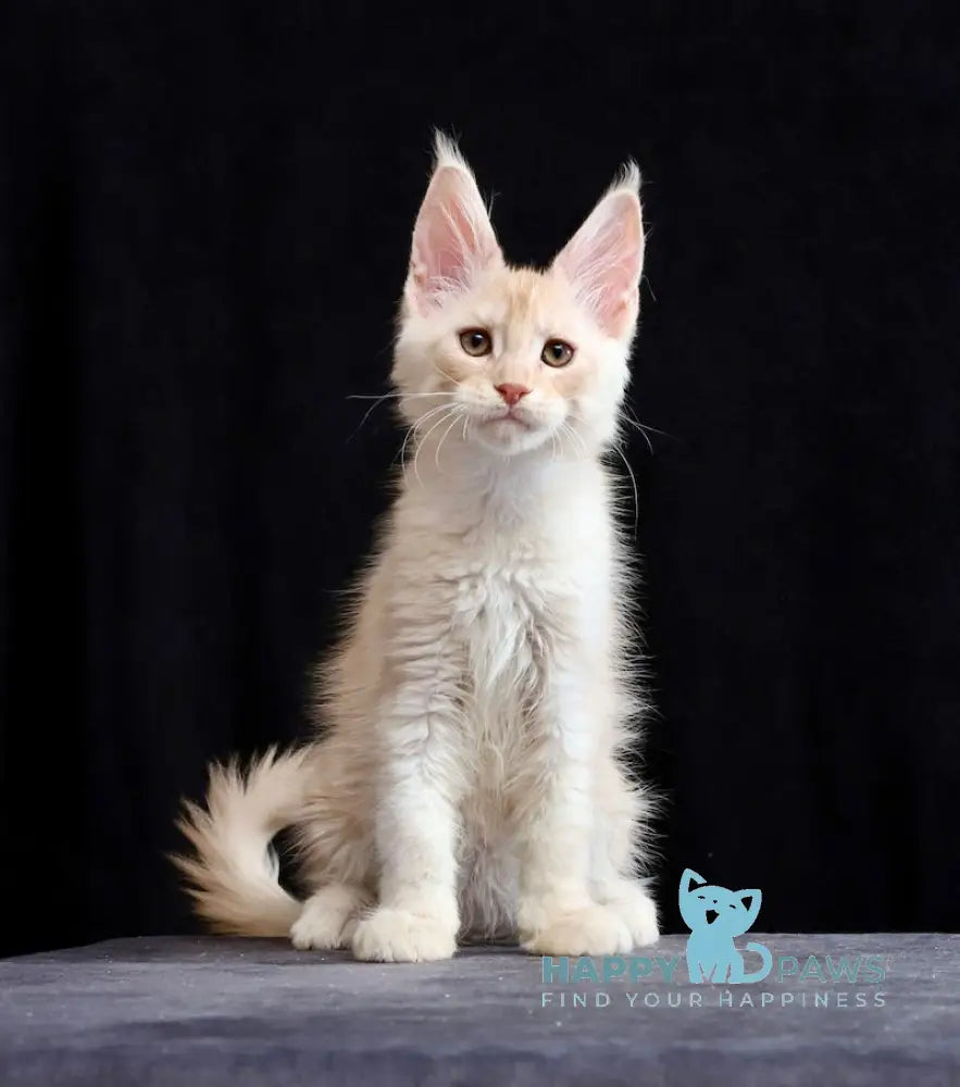 Solo Maine Coon male cream silver tabby live animals
