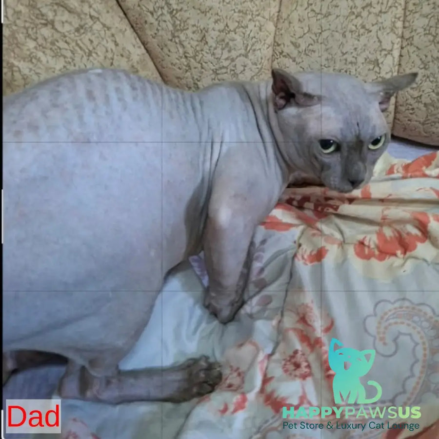 Solod Elf male blue - live animals