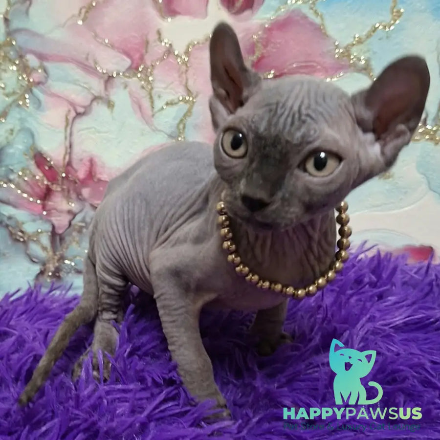 Solod Elf male blue - live animals