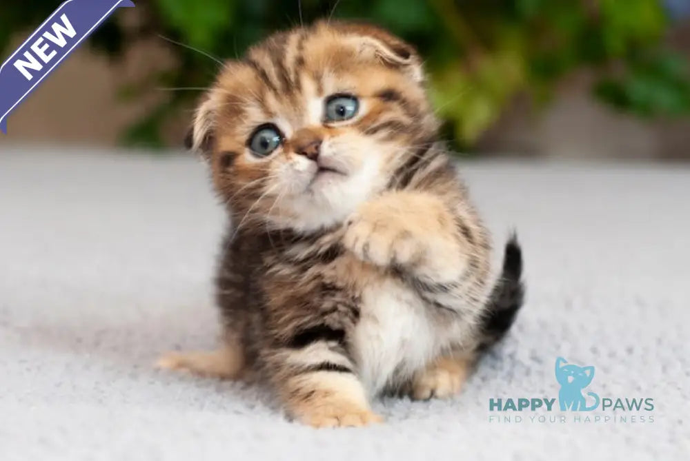 Soloha Munchkin female black tabby live animals
