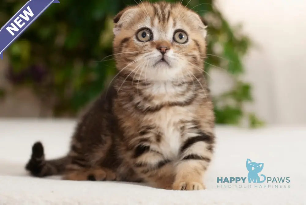 Soloha Munchkin female black tabby live animals
