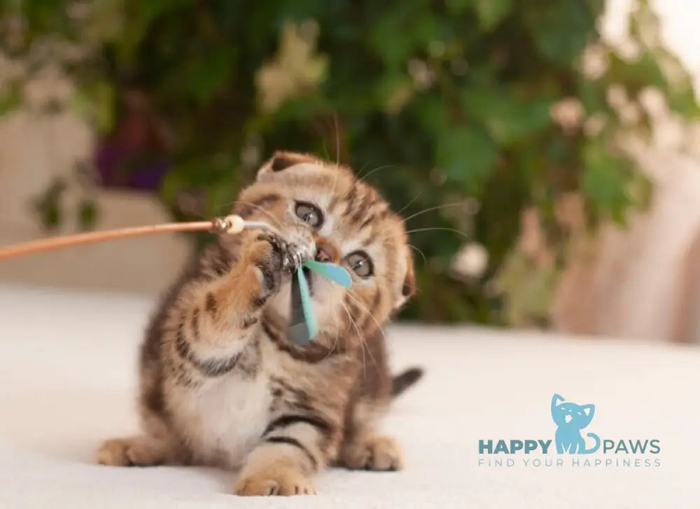 Soloha Munchkin female brown tabby live animals