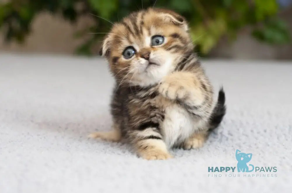 Soloha Munchkin female brown tabby live animals