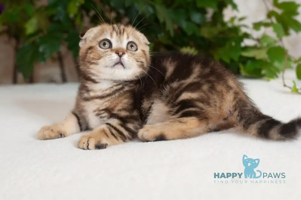 Soloha Munchkin female brown tabby live animals