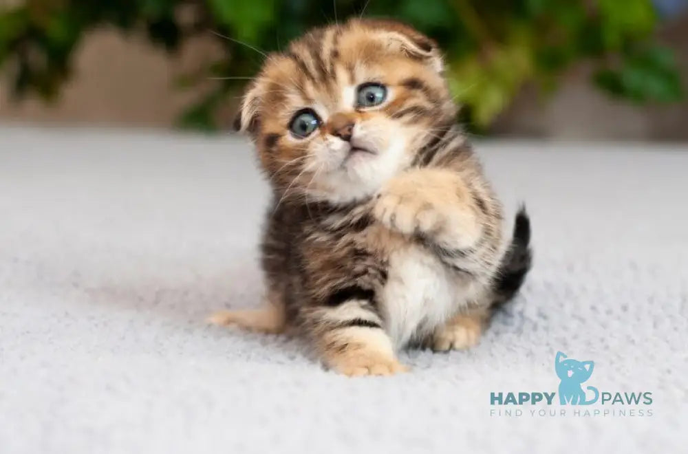 Soloha Munchkin female brown tabby live animals