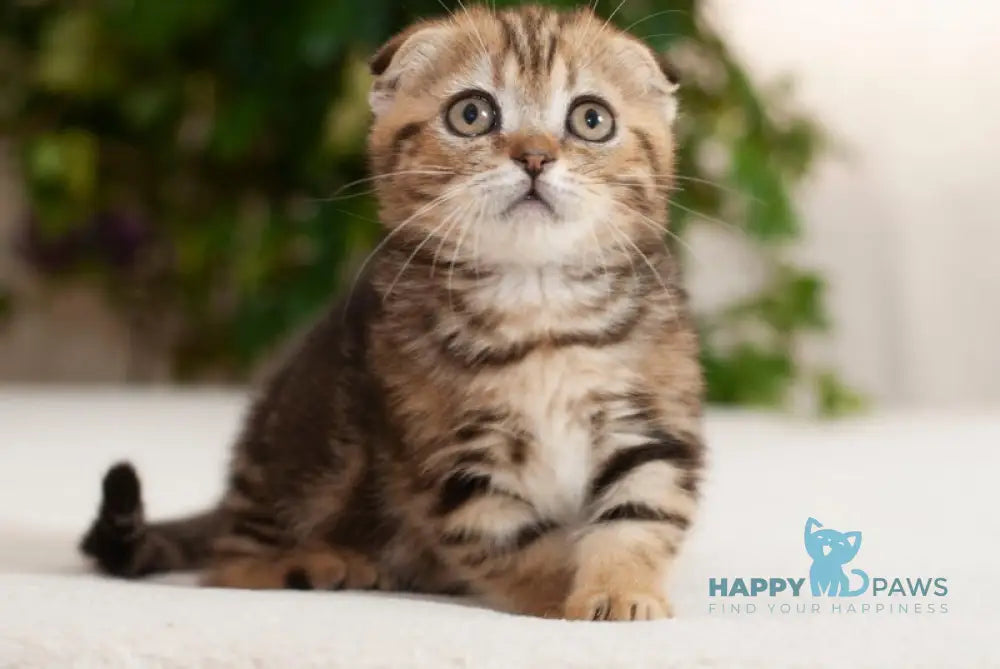 Soloha Munchkin female brown tabby live animals