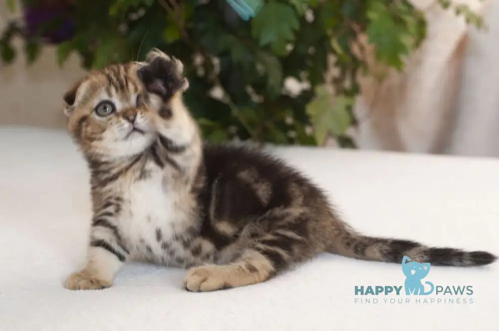 Soloha Munchkin female brown tabby live animals