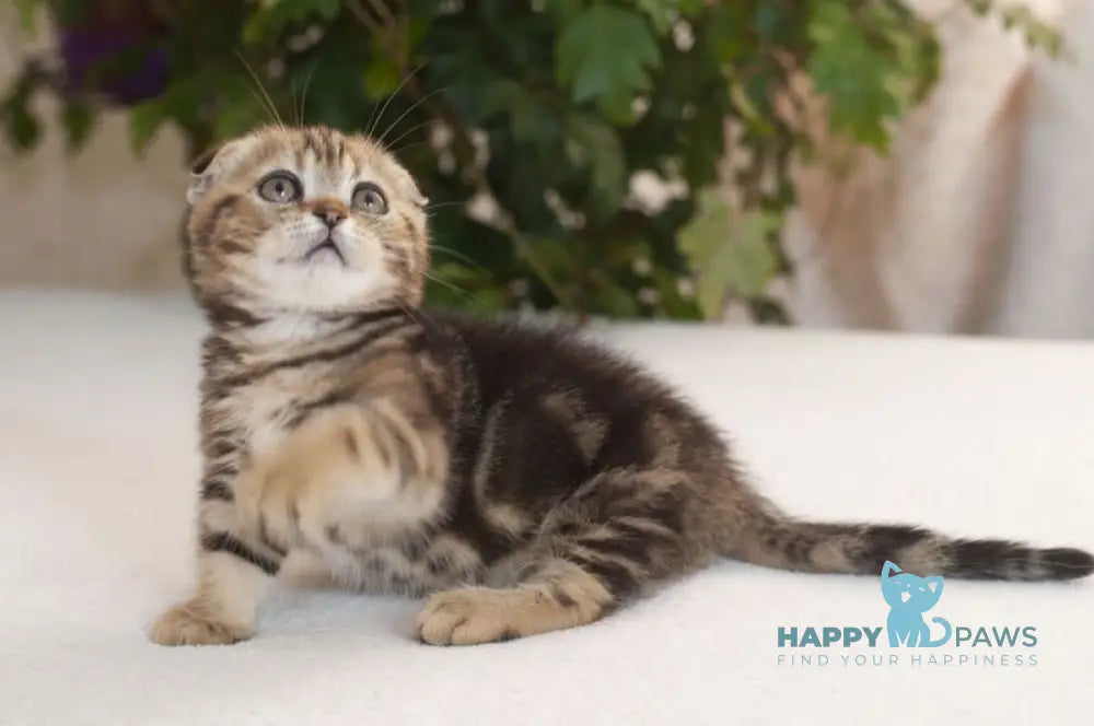 Soloha Munchkin female brown tabby live animals