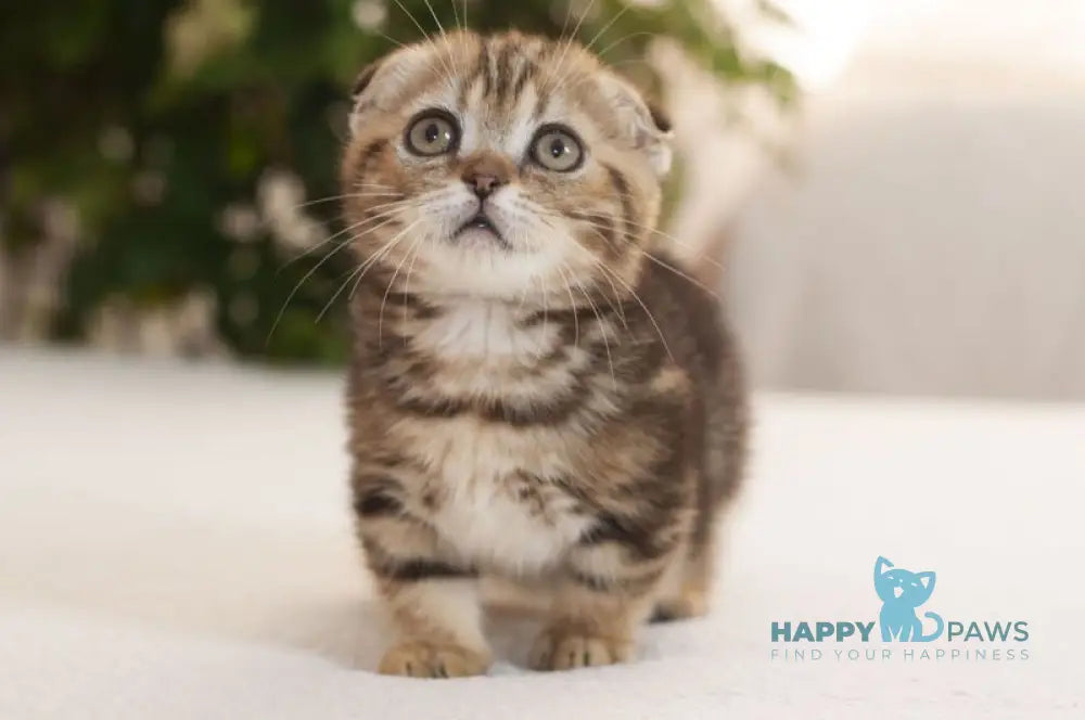 Soloha Munchkin female brown tabby live animals