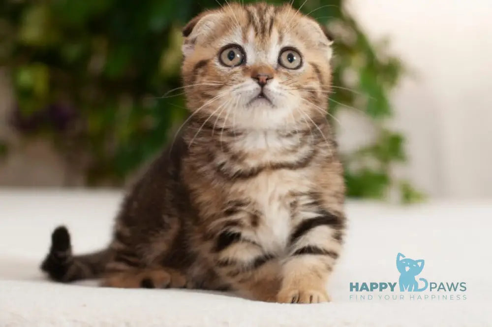 Soloha Munchkin female brown tabby live animals