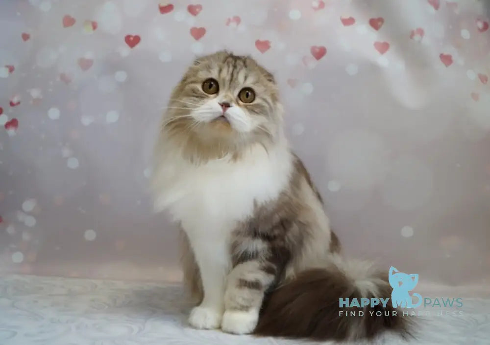 Solomiуа Scottish Fold Female Chocolate Silver Tabby Bicolour Live Animals