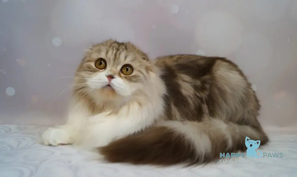 Solomiуа Scottish Fold Female Chocolate Silver Tabby Bicolour Live Animals