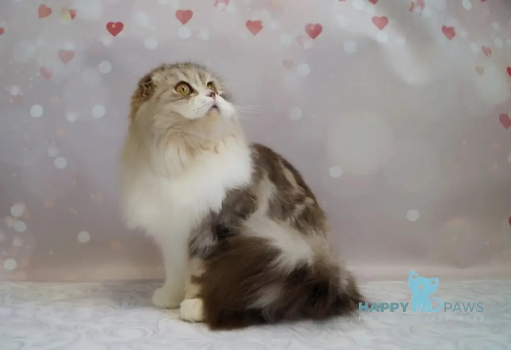 Solomiуа Scottish Fold Female Chocolate Silver Tabby Bicolour Live Animals
