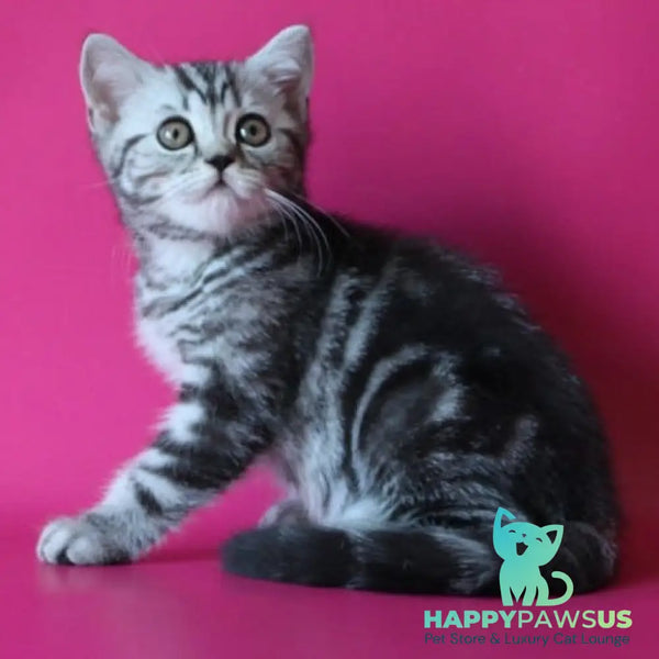 Solomiya Scottish Straight female black silver tabby - live animals