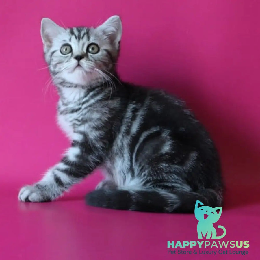Solomiya Scottish Straight female black silver tabby - live animals