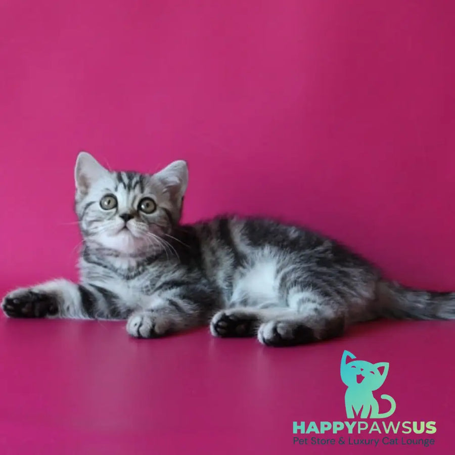 Solomiya Scottish Straight female black silver tabby - live animals