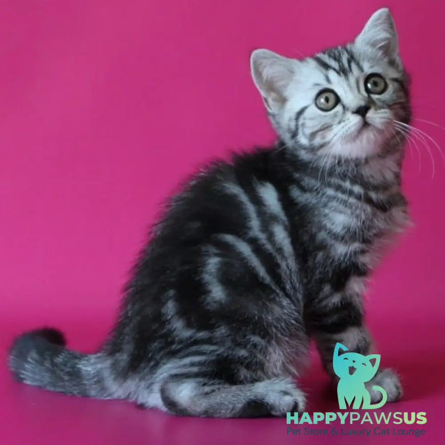 Solomiya Scottish Straight female black silver tabby - live animals