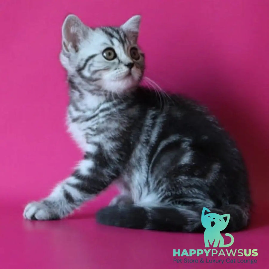 Solomiya Scottish Straight female black silver tabby - live animals