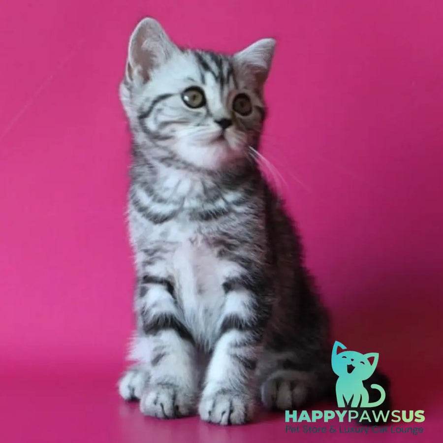 Solomiya Scottish Straight female black silver tabby - live animals