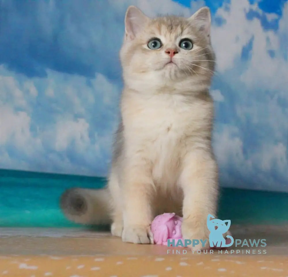 Solomon British Shorthair male blue golden shaded live animals